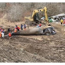 Deceased Right Whale Deceased right whale in dirt surrounded by people