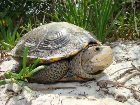 Diamondback terrapin