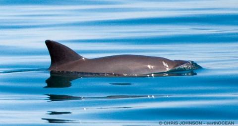 Vaquita surfacing in water